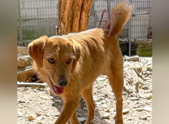 Kuckuck, wer schenkt Traumhund OLIVER ein liebevolles Zuhause?
