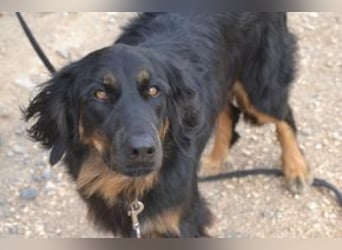 Bella, eine treue Gefährtin mit freundlichem Wesen