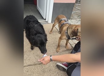 Wunderschöner Loki sucht Pflegestelle oder ruhiges Zuhause