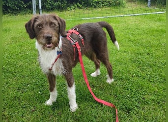 ♥GRETA♥ auf Pflegestelle bei Köln - ganz liebe, unkomplizierte anfangs etwas vorsichtige Hündin 50cm