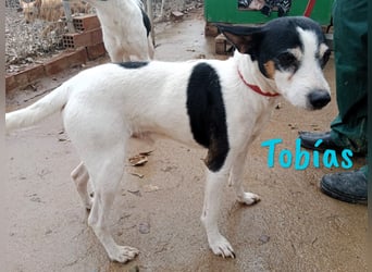 Tobías 04/2017 (ESP) - entspannter, unkomplizierter & menschenbezogener Ratonero Bodeguero Andaluz!