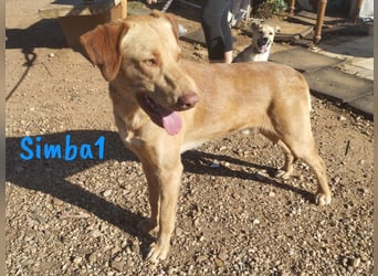 Simba1 geb. 03/2024 (ESP) - aufgeschlossener, verspielter und sozialer Labrador-Mischling!