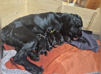 Schwarzer Flat Coated Retriever Rüdenwelpe