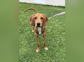 lieber Bracke Mischling Josh sucht ein Zuhause, Jagdhund, Posavski Gonic