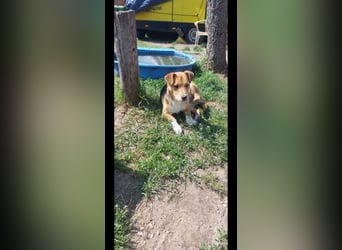 Linus der perfekte Familienhund