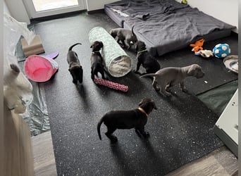 Deutsche Dogge Welpen