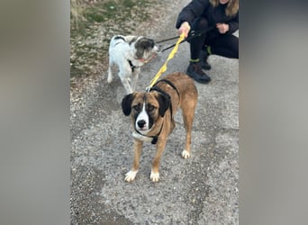 ruhige junge Hündin auf Pflegestelle bei Köln, Whitney