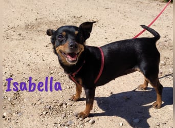 Isabella 07/2023 (ESP Pflegestelle) - verschmuste und verträgliche, kleine Pinscher-Mix Hündin!