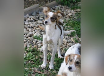Zuckersüße und charmante LIANE sucht liebevolles Zuhause