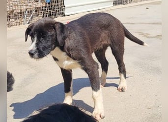 Jungrüde ♥ Xavi ♥ unser kleiner Herzöffner