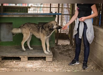 Akido – Sportskanone sucht Zuhause