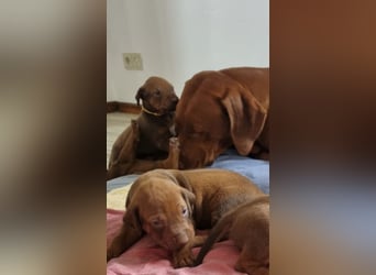Rhodesian Ridgeback Welpen mit Papieren -Livernose-