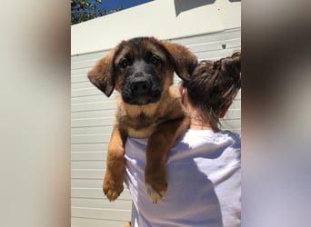 Schäferhund Mix Biba