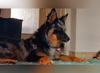Wurfankündigung Australian shepherd welpen Mitte Mai