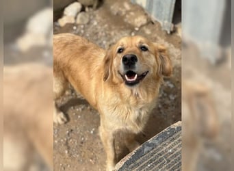 Tolle, liebevolle, aktive Traumhündin Nika, Golden Retriever