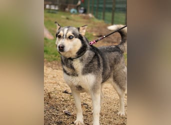 Dakota-VA – Schönheit mit Husky-Charme sucht Rasseliebhaber