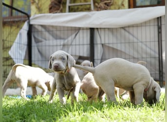 Weimaraner-Mix Welpen aus liebevoller Verpaarung – 12 kleine Wunder suchen ihr Zuhause