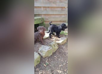 11 putzmuntere Aussiedoodles