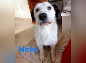 Nicky 01/2019 (ESP Pflegestelle) - braver, ausgeglichener und unglaublich lieber Bodeguero-Mix!