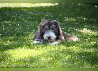 Bearded Collie , 1 Mädchen ist bereit für die Welt!