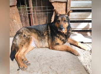 Maya - freundliche, kluge, ruhige Schäferhundmix-Seniorin / z.Zt. noch in Rumänien