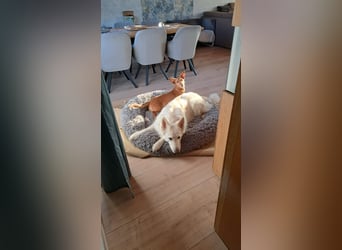TARA braucht DRINGEND ein neues Zuhause oder eine Pflegefamilie