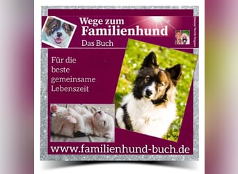 Welpe, Hund, Mischling, Rasse - Erziehung zum Familienhund - einfach gemacht