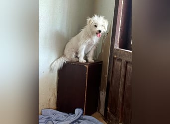 PIP - möchte sich zu einem treuen Begleiter entwickeln!