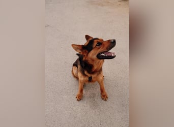 Schäferhund Mix Scooby