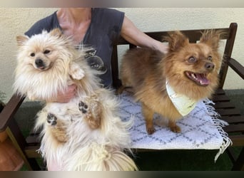 Barney2 SR – kleiner Charmeur sucht beständiges Zuhause