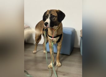 ruhige junge Hündin auf Pflegestelle bei Köln, Whitney