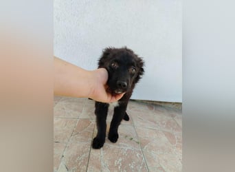 Welpe Joshi sucht ein Zuhause oder Pflegestelle, Hrvatski Ovcar, kroatischer Schäferhund