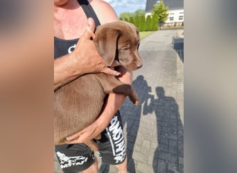 Zuckersüße Reinrassige Labrador Welpen suchen liebevolles Zuhause!