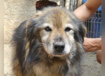 Pusa - ruhige, freundliche Seniorin - die Katzen kennt / z.Zt. noch in Rumänien
