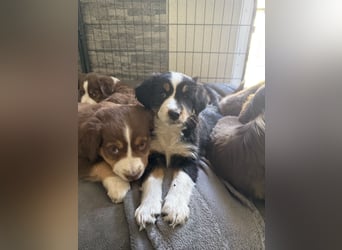 Mini Australien Shepherd Welpen suchen Traumzuhause