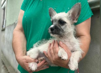 Stella, geboren 01.05.2025, 22cm sucht ihre Menschen