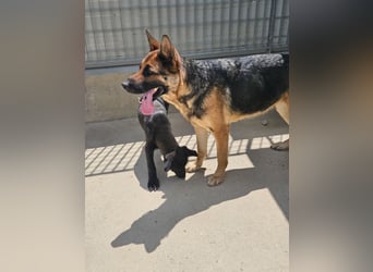Gina: Traumhund für alle Schäferhundfreunde