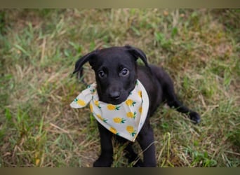 Chip 269791: Hundekind sucht ein Zuhause
