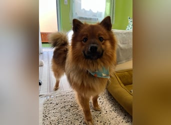 Poldi SR - Sanfter Kuschelfreund sucht ruhiges Zuhause