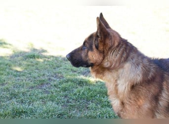SANCHO - der hübsche Rüde sucht hundeerfahrene Menschen, die ihn artgerecht beschäftigen + auslasten