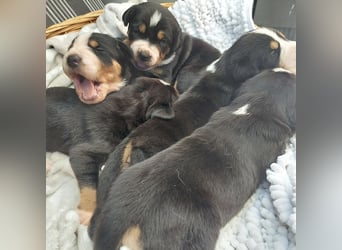 Schweizer Sennenhund Welpen