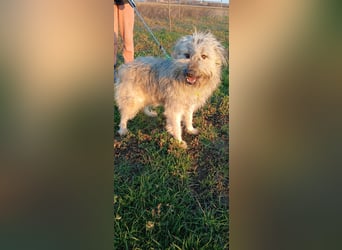 Liebenswerte Wuschelhündin sucht ein Zuhause