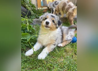 Knuddelige Australian Shepherd Welpen suchen Stellung für's Leben