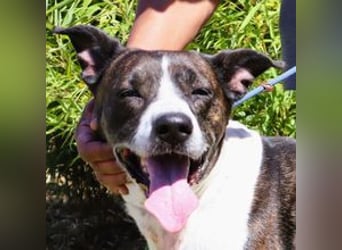 Nikita, Mix Labrador / Boxer, lieb und sozial