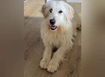 Lola, eine zauberhafte Hündin