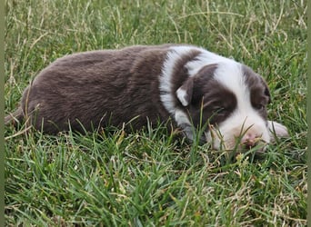 Border Collie Welpen