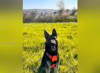 Joshi, geboren 04.06.2024, 54cm sucht neues Zuhause