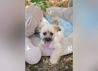 Welpe TOFFIE - wenn ich groß bin möchte ich ein richtiger Familienhund sein!