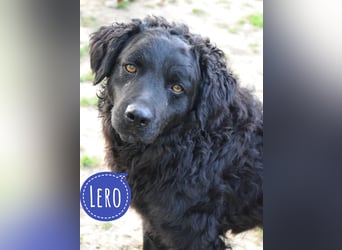 Lero möchte ein richtiges Zuhause