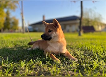 Shiba Inu puppies